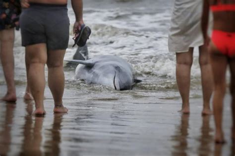 Boto é encontrado morto em praia do Litoral Jornal Momento