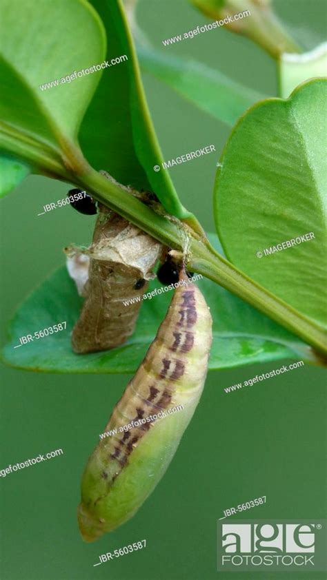 Common Box Buxus Box Tree Moth Cydalima Perspectalis Introduced Pest