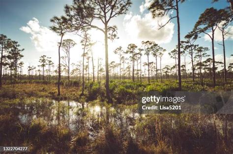 Everglades Trees Photos and Premium High Res Pictures - Getty Images