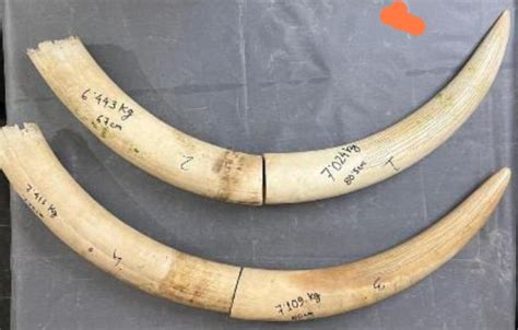 Customs seizes around 28 kg of elephant tusks - Meghalaya Monitor