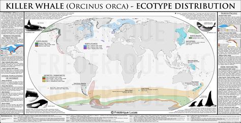 A Fascinating Poster On The Different Ecotypes Of Orcakiller Whale