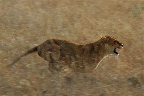 How Do Lions Hunt and Kill Their Prey? | Owlcation