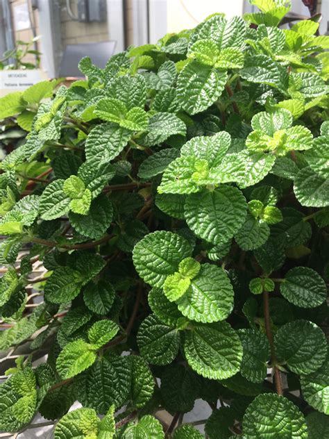 Pilea nummulariifolia | Bessey Greenhouse (Richard W. Pohl Conservatory)