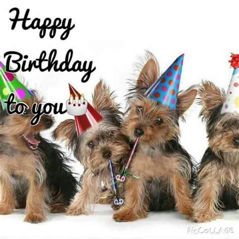 dogs singing happy birthday funny - Whacking Webzine Bildergallerie