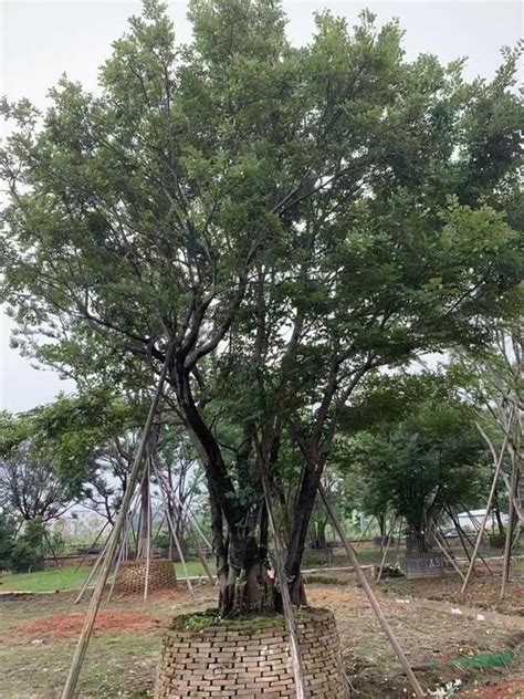 朴树基地朴树供应朴树价格哪里有朴树图片 广东绿缘苗木园艺场 园林网