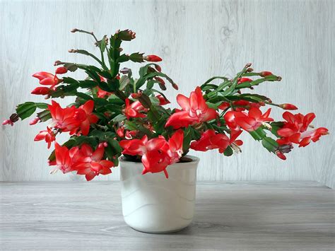 Are Coffee Grounds Good For Christmas Cactus Benefits Drawbacks Uses