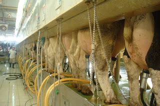 Male Milking Machine Forced Gay Porn Lasemprofessionals