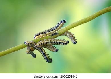 646 Pieridae caterpillar Images, Stock Photos & Vectors | Shutterstock