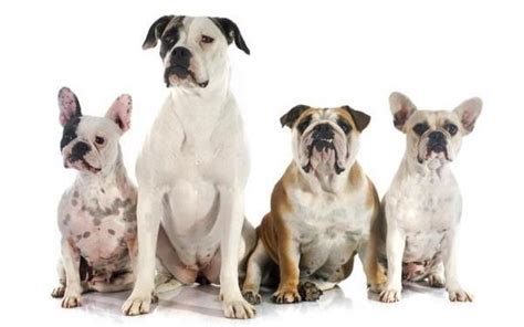 Guide To The Different Types Of Bulldogs Mypetcarejoy