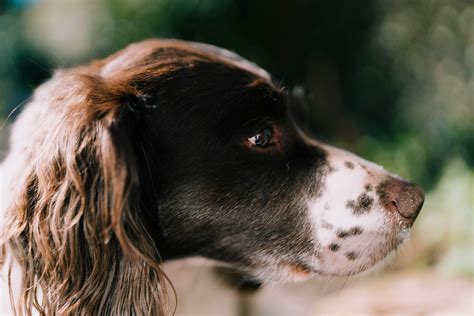 English Springer Spaniel Breeders in Wisconsin