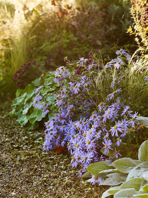 All About Asters Michaelmas Daisies And How To Grow The September