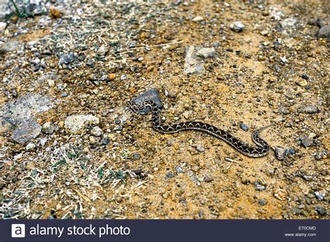 saw scaled viper snake echis cariniatus Stock Photo - Alamy