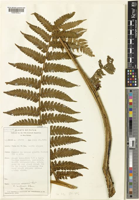 alsophila insulana holttum rmtryon plants   world