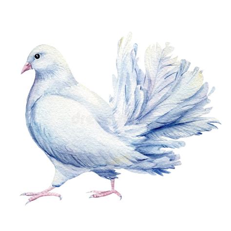 White Dove Birds On Isolated Background Watercolor Illustration Stock