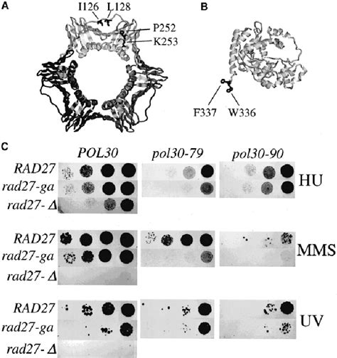 Structure Of Pcna And Fen And Genetic Analysis Of Mutants A