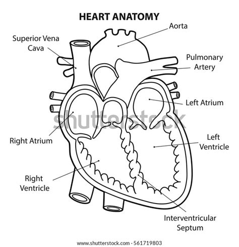 16,296 Diagram Human Heart Images, Stock Photos & Vectors | Shutterstock