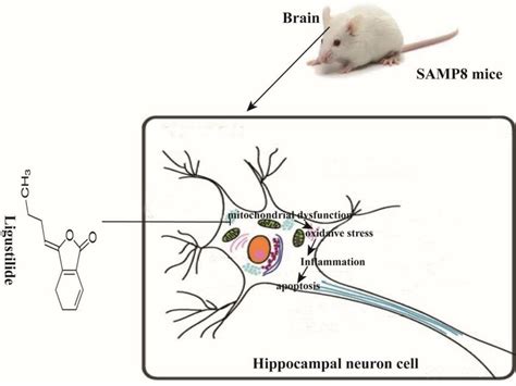 Schematic Representation Of Ligustilide Improves Aging Induced Memory