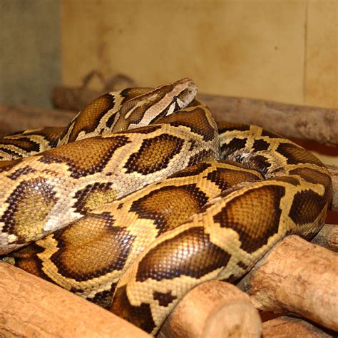 Burmese Python Python Bivittatus Wiki Display Full Image