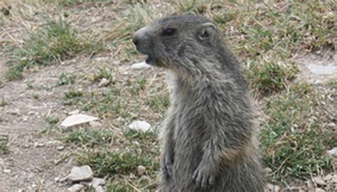 How to Get Rid of Groundhogs, Moles and Gophers | Sciencing