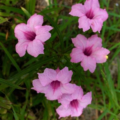 Mexican Petunia Seeds - Etsy