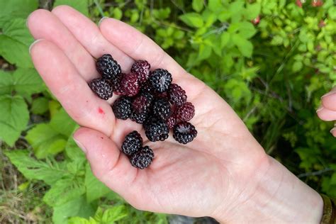 What To Know About Picking Wild Berries In New York