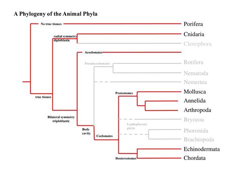 Phylogenetic Tree Of Animal Phyla