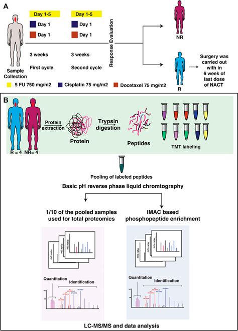 Frontiers Integrated Proteomics And Phosphoproteomics Revealed