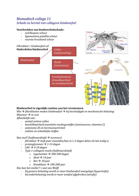 Bmd College Biomedisch College Schade En Herstel Van Collageen