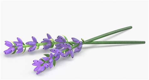 Prop 11 Lavender Sprigs Type 02 Sprigs Model Turbosquid 2144275