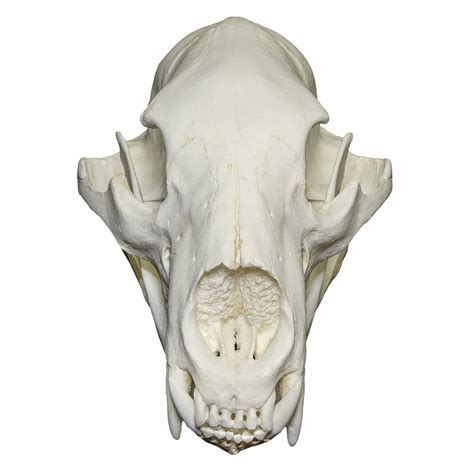 Replica American Black Bear Skull For Sale Skulls Unlimited