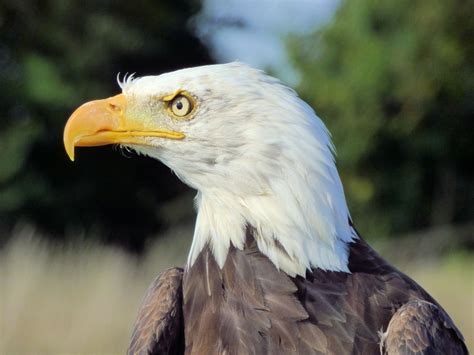 fishing eagle  jammy ephotozine