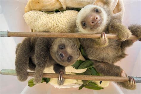 Just a Couple Of Baby Sloths