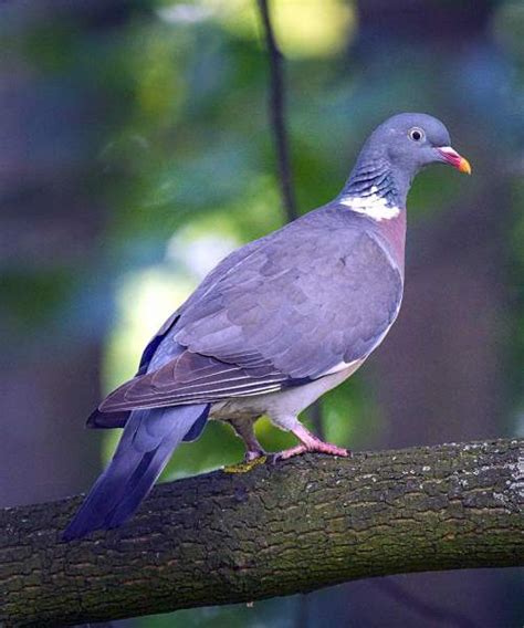 common wood pigeon birds  india bird world