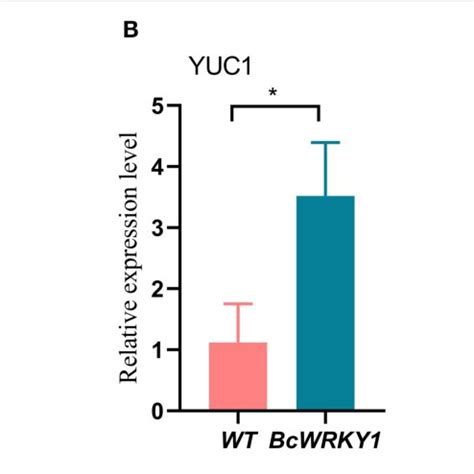 Expression Analysis Of Key Genes In The Flavonoid And Indole Acetic