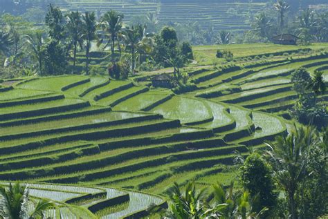 Subak Dan Keindahan Hamparan Sawah Di Bali Mobgenic