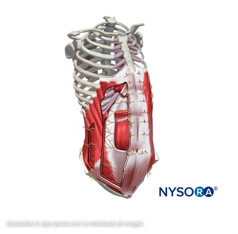 Transversus Abdominis Plane Block Nysora Learning System Formerly