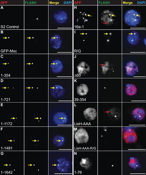 Distinct Self Interaction Domains Promote Multi Bs Accumulation In And Formation Of The