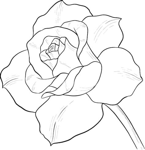 Premium Vector | Rose flower outline