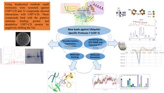 identification   leads  ubiquitin specific protease  usp