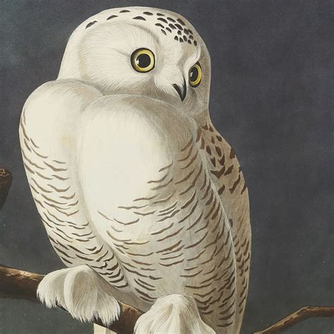 How Audubon’s Birds of America Changed Natural History | Expert Voices ...