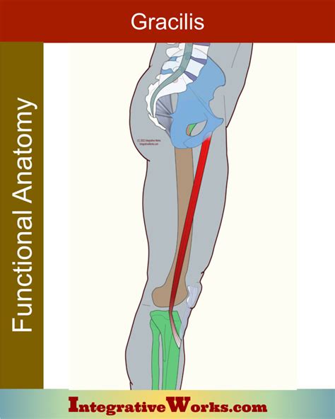 Gracilis - Functional Anatomy - Integrative Works