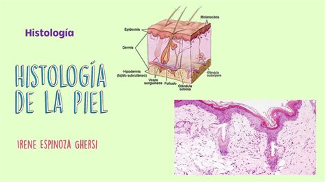 Histolog A De Las Capas De La Piel Humana