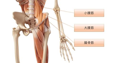 『腸腰筋』の起始・停止、作用など りはろぐ｜身体の仕組みを伝えるリハビリブログ