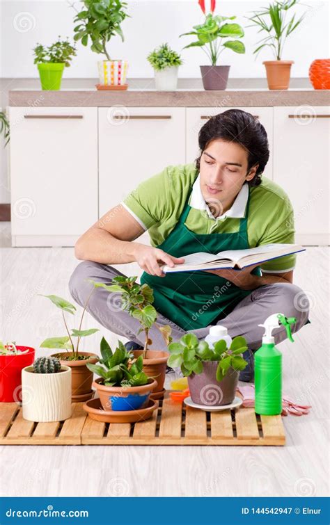 O Jardineiro Masculino Novo Plantas Dentro Imagem De Stock Imagem