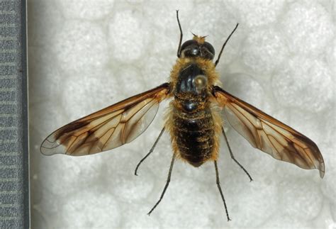 Orange Beefly From Roodevallei Farm South Africa On January 29 2022