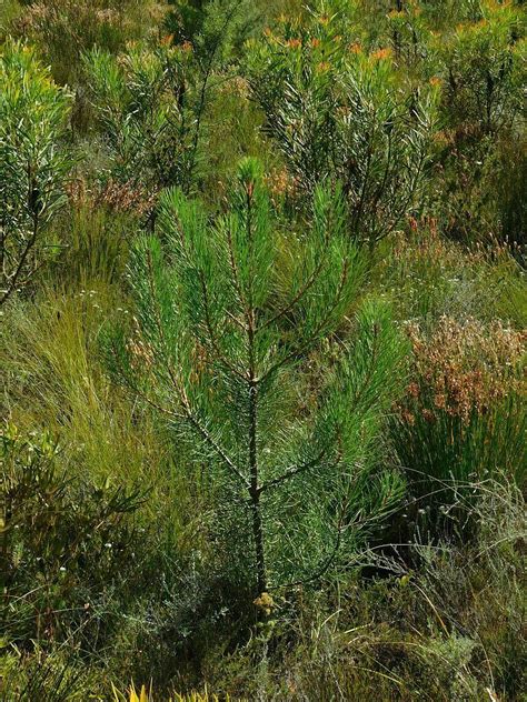 Maritime Pine From Snyerskraalkoppe Genadendal 7234 South Africa On