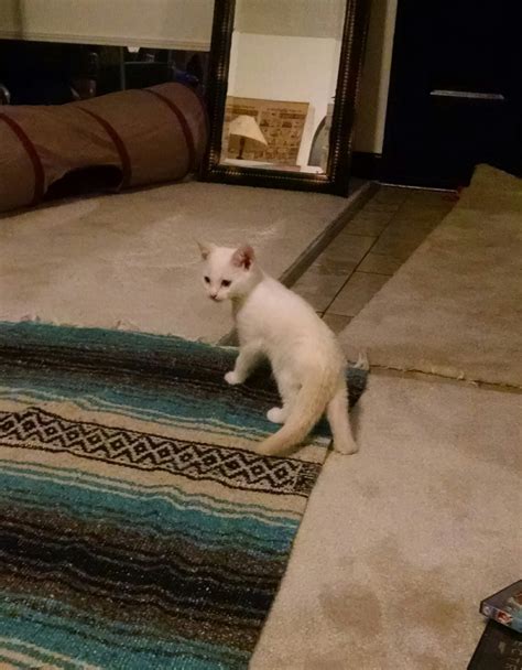 Is My Kitten Albino? | TheCatSite