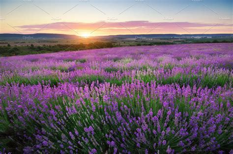 Meadow of lavender containing lavender, field, and meadow | Nature ...