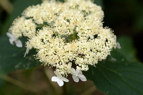 Hydrangea arborescens (Hydrangeaceae) image 130765 at PhytoImages.siu.edu