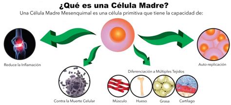 C Lulas Regenerativas Delgadotrauma